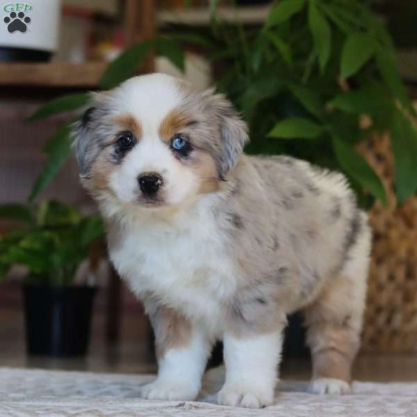 Jackson, Miniature Australian Shepherd Puppy